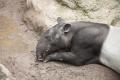 IMG_8568 sleeping tapir